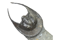 Harpes (scotoharpes) perradiatus